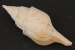 Schnecke_Nr PB03